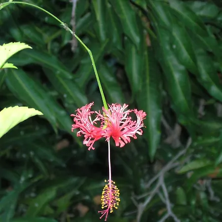 Jardin Concha Hotel *