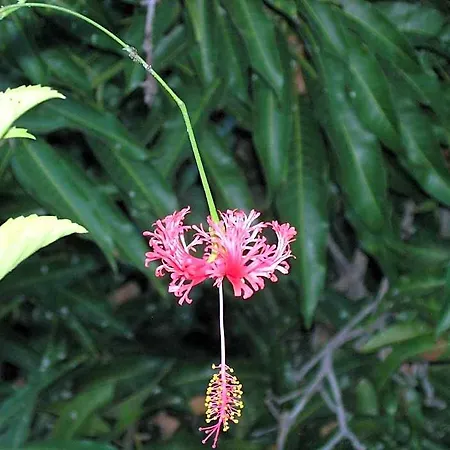 Jardín Concha *